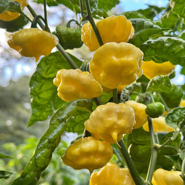 Lemon StarrBurst - Seeds - The Pepper Pantry (Formerly Marie Sharp's)